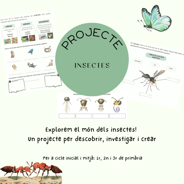 Projecte: Els insectes