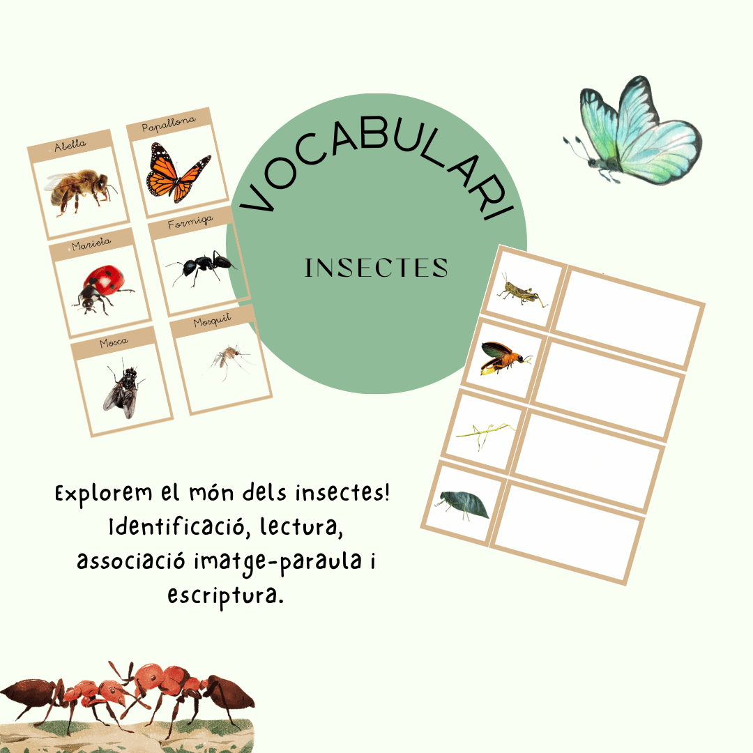 Vocabulari insectes