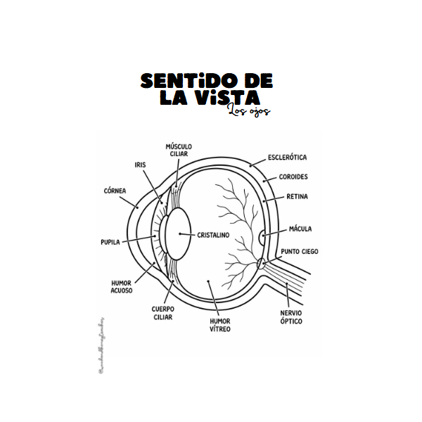 👀👂👃👅🖐️Los sentidos y sus órganos: Esquemas y actividades