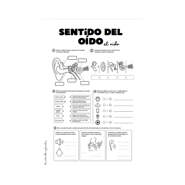👀👂👃👅🖐️Los sentidos y sus órganos: Esquemas y actividades